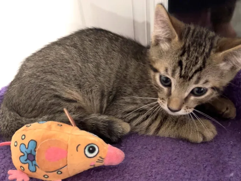 A young small-sized male Tabby (Brown / Chocolate) Domestic Short Hair cat named Marlowe for adoption in Moncks Corner, SC