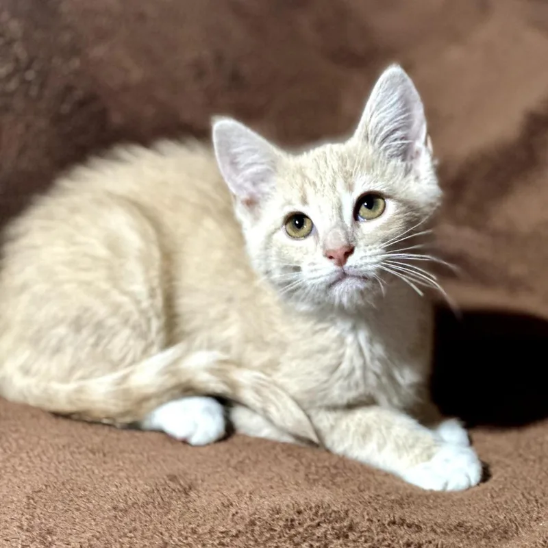 Rosie