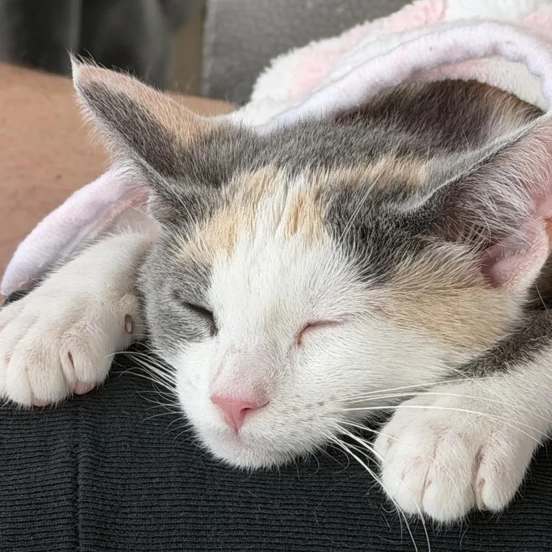 A baby medium-sized female Calico Domestic Short Hair cat named Bellamy Silverman for adoption in Eagle Mountain, UT