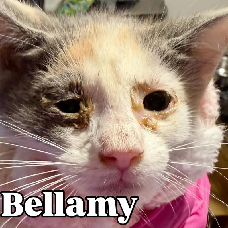 Bellamy Silverman thumbnail 2
