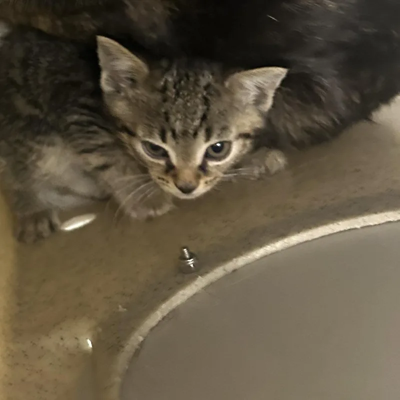 A baby small-sized male Gray / Blue / Silver Domestic Short Hair cat named Piano for adoption in Philadelphia, PA