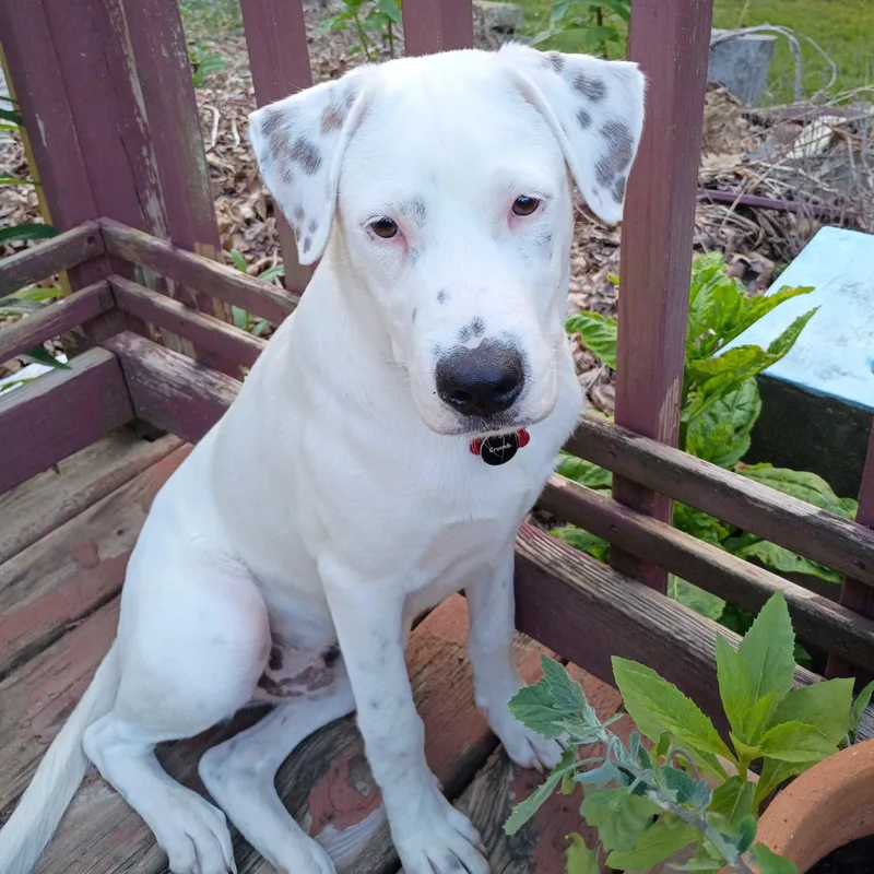 A young medium-sized male Labrador Retriever dog named Snowy for adoption in Houston, TX