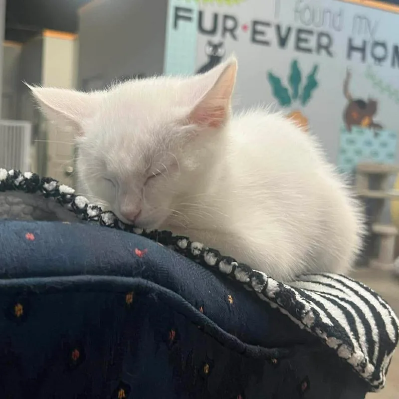 A baby small-sized female White Domestic Short Hair cat named Addy for adoption in Shawnee, KS