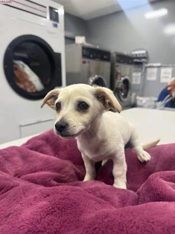 A baby small-sized male Chihuahua dog named Tatum for adoption in San Martin, CA