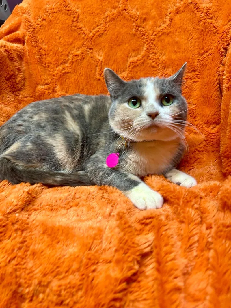 An adult medium-sized female Dilute Tortoiseshell Domestic Short Hair cat named Lorise for adoption in Alexandria, MN