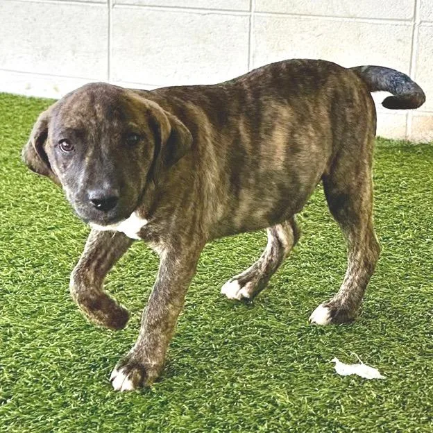 A baby medium-sized male Hound dog named R Caspian for adoption in Port Washington, NY