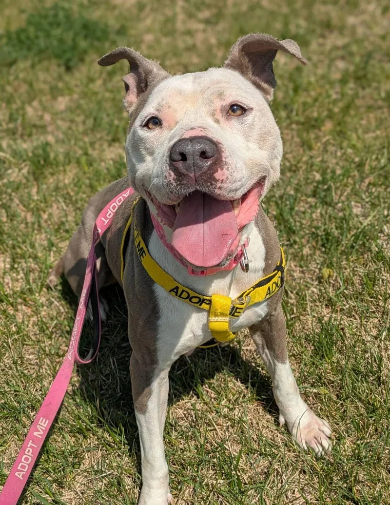 An adult medium-sized female Pit Bull Terrier dog named Bee Bee Cutie for adoption in Baldwin, MD