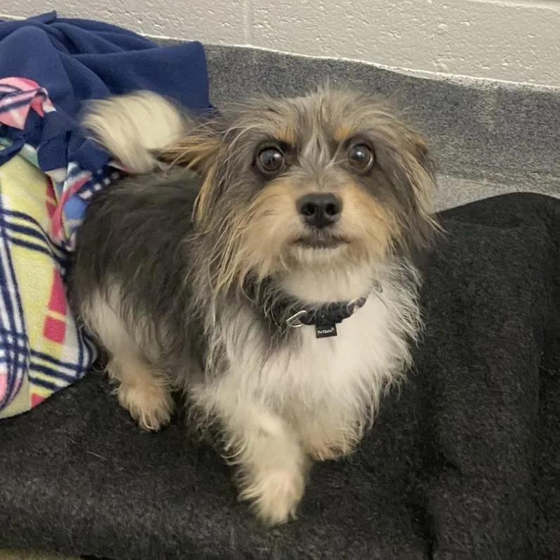 An adult small-sized male Mixed Breed dog named Amethyst for adoption in Pittsburgh, PA
