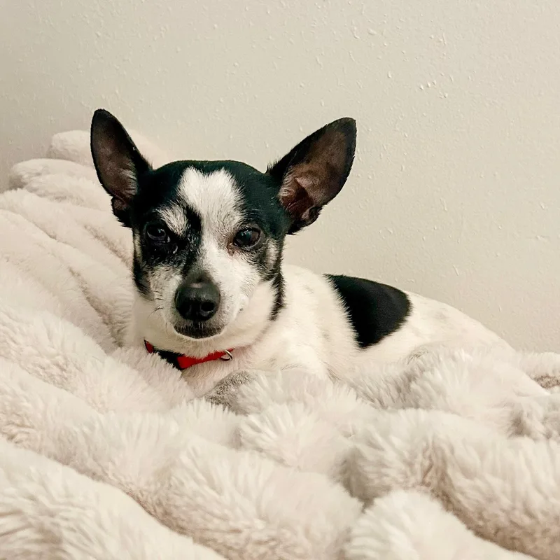 An adult small-sized male Chihuahua dog named Gambi for adoption in Newport Beach, CA