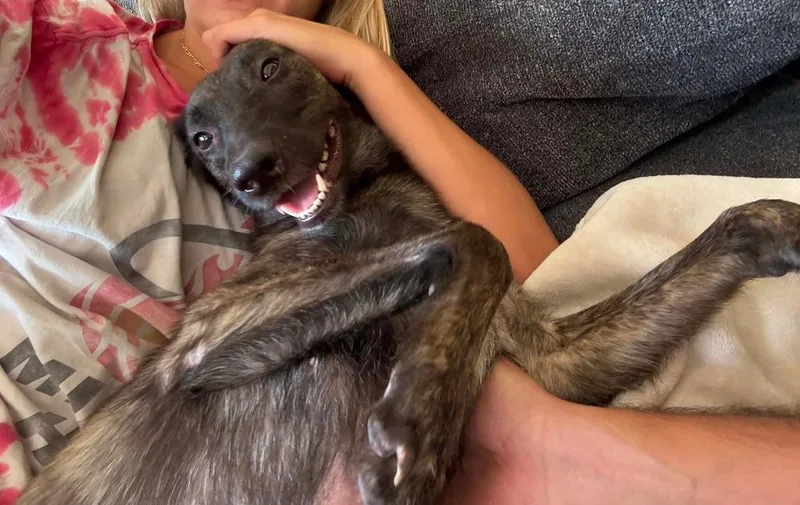 A young small-sized female Brindle Dutch Shepherd dog named Minnow  Located in for adoption in Imlay City, MI