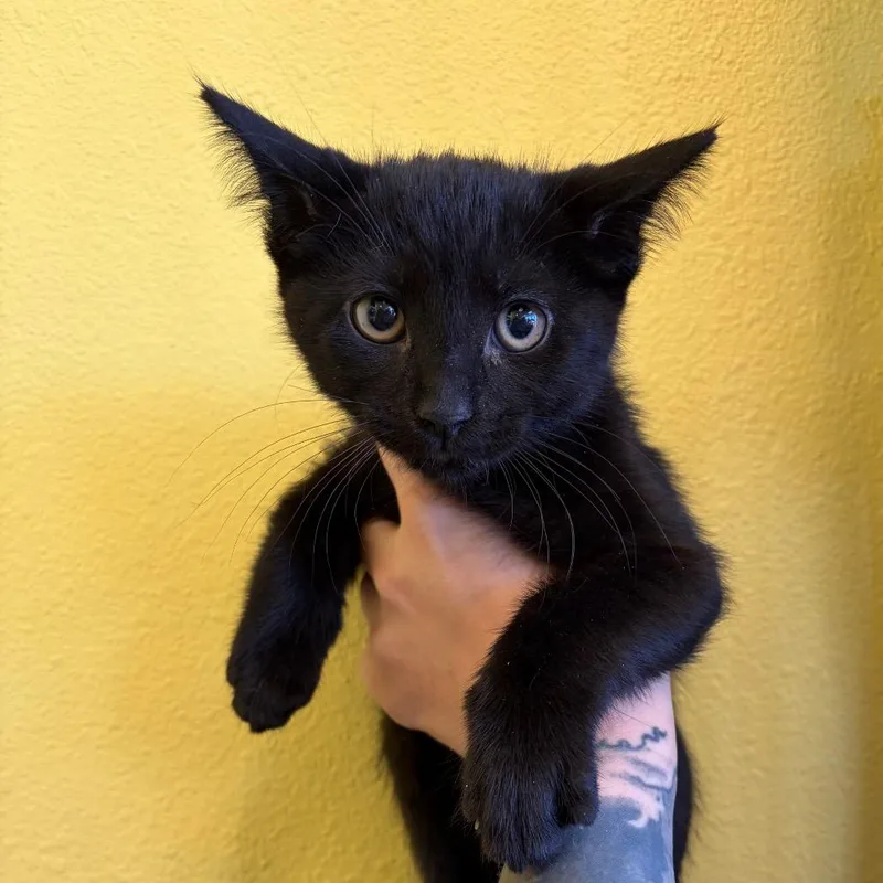 A baby small-sized male Black Domestic Short Hair cat named Dewy for adoption in Webster, TX