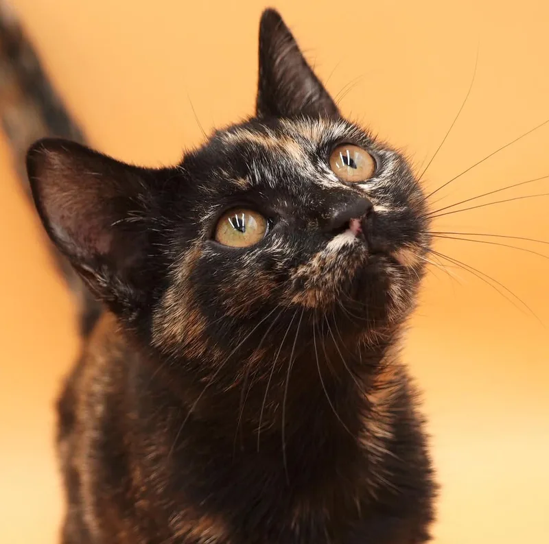 A baby small-sized female Tortoiseshell cat named Pumpkin is SUPER precious for adoption in Bedford Hills, NY