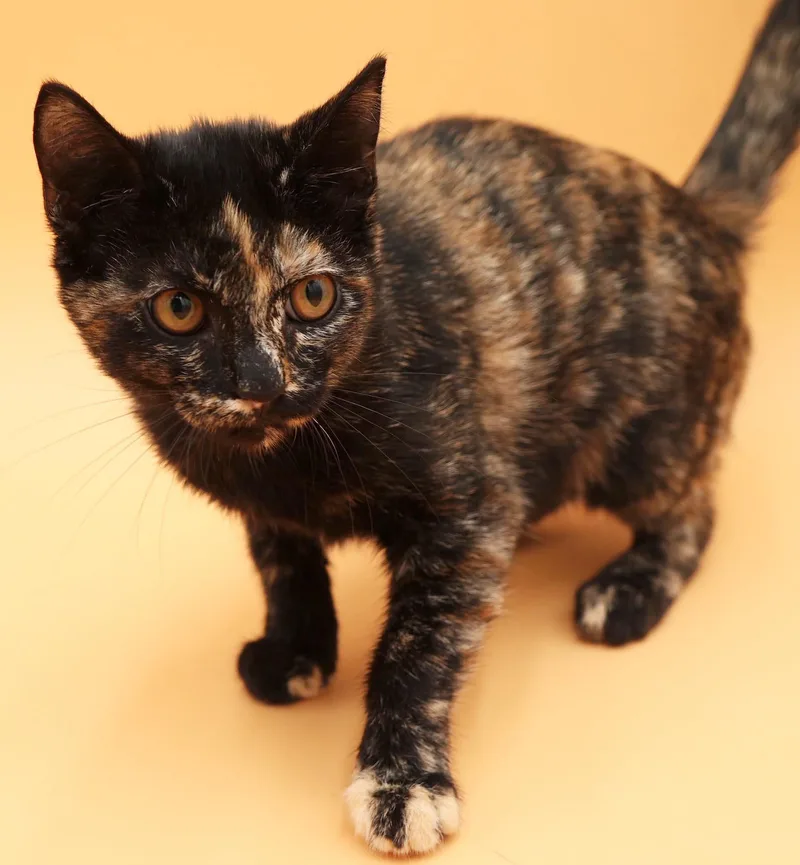 Pumpkin is SUPER precious thumbnail 2