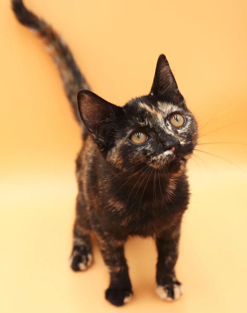 Pumpkin is SUPER precious thumbnail 3