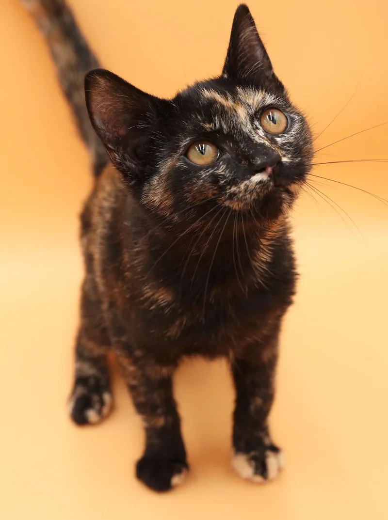 Pumpkin is SUPER precious thumbnail 4