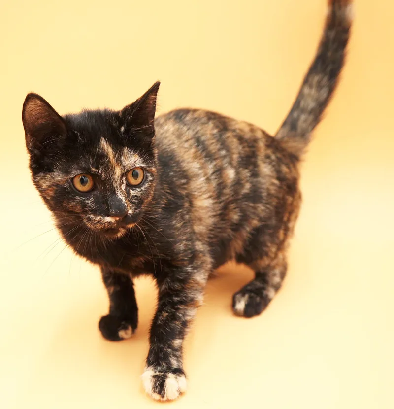 Pumpkin is SUPER precious thumbnail 5