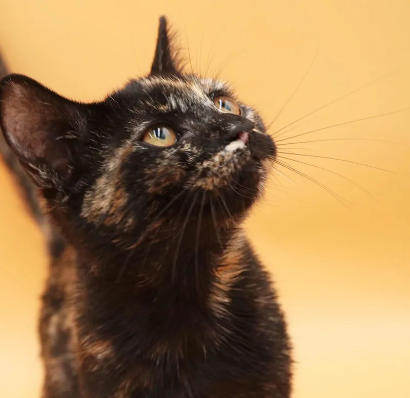 Pumpkin is SUPER precious thumbnail 6