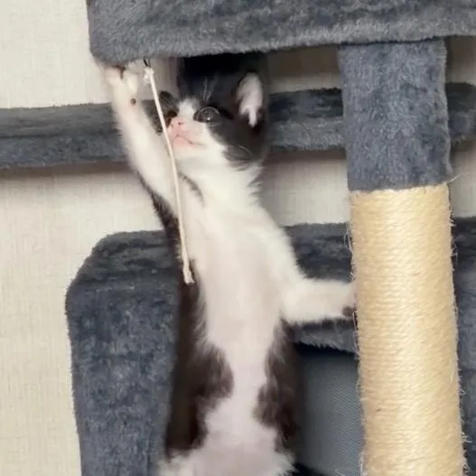 A baby medium-sized female Black & White / Tuxedo Domestic Short Hair cat named Asha for adoption in Houston, TX