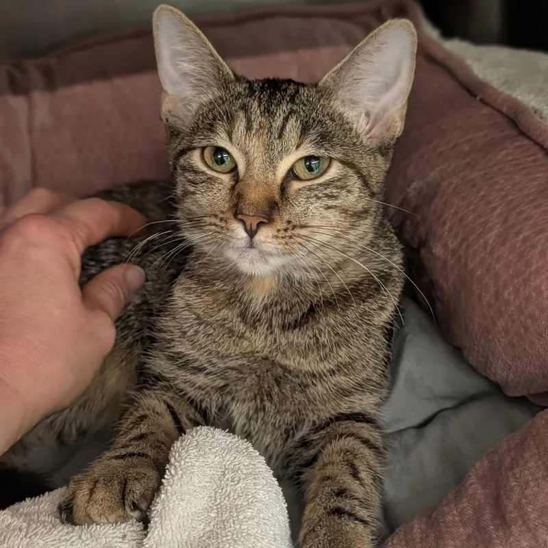 A young medium-sized female Brown / Chocolate Domestic Short Hair cat named Mabel Houston for adoption in Denver, CO
