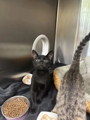 A baby small-sized male Domestic Short Hair cat named Ian for adoption in Independence, MO