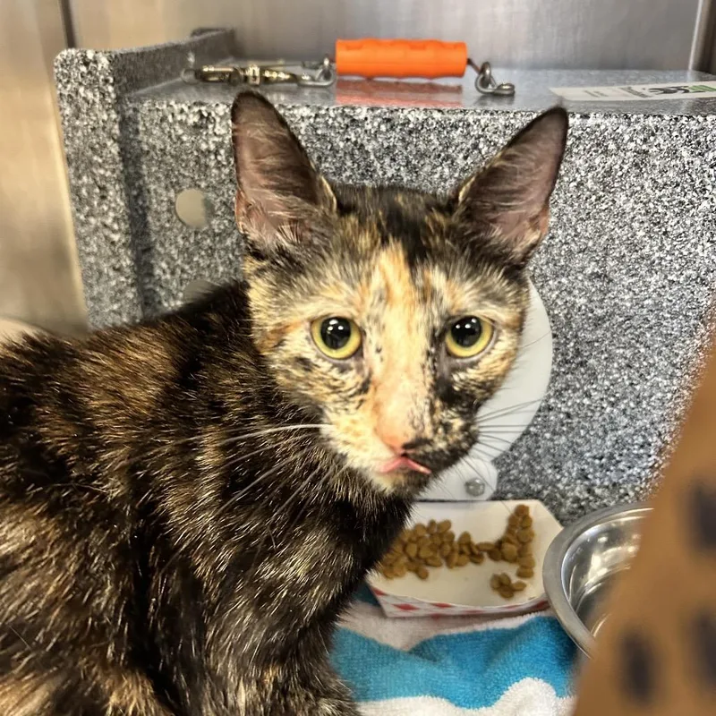 An adult medium-sized female Tortoiseshell Domestic Short Hair cat named Peanut for adoption in Birdsboro, PA