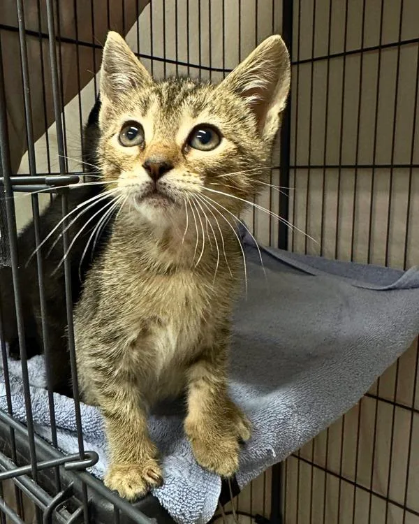 A baby small-sized male Domestic Short Hair cat named Marmoset for adoption in Novato, CA