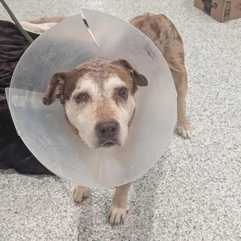 A senior medium-sized male Red / Chestnut / Orange Catahoula Leopard Dog dog named Rocco for adoption in Smithville, TN