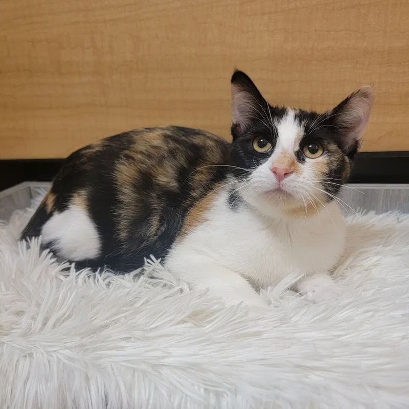 A young medium-sized female Calico Domestic Short Hair cat named Bones for adoption in Warr Acres, OK
