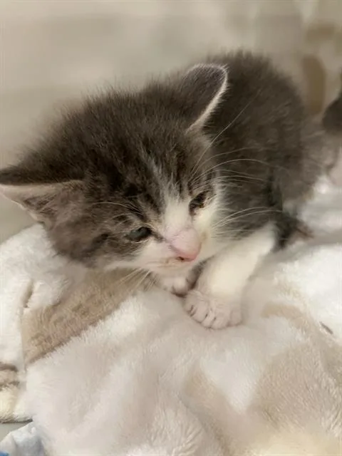 A baby small-sized male Domestic Short Hair cat named Gouda for adoption in Palmetto, FL