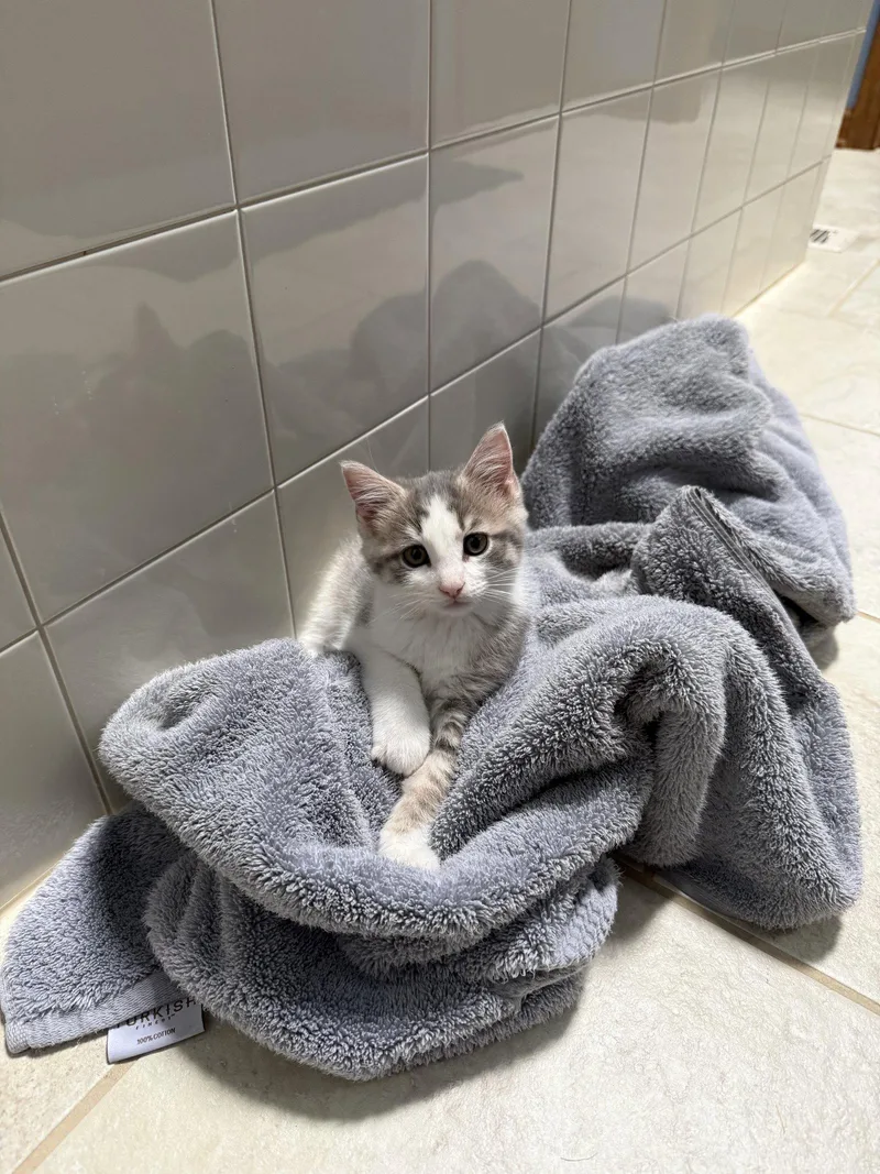 A baby medium-sized male Gray & White Domestic Short Hair cat named Cloud for adoption in Wheaton, IL