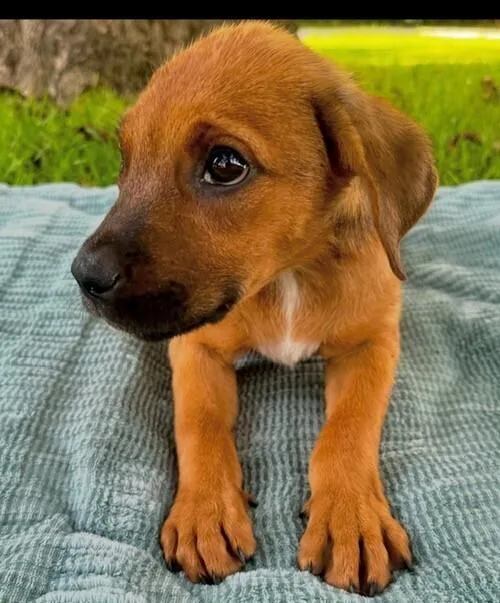 Baby Ben