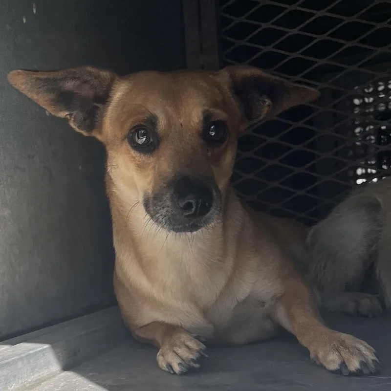 An adult medium-sized male Terrier dog named Rags for adoption in Edinburg, TX