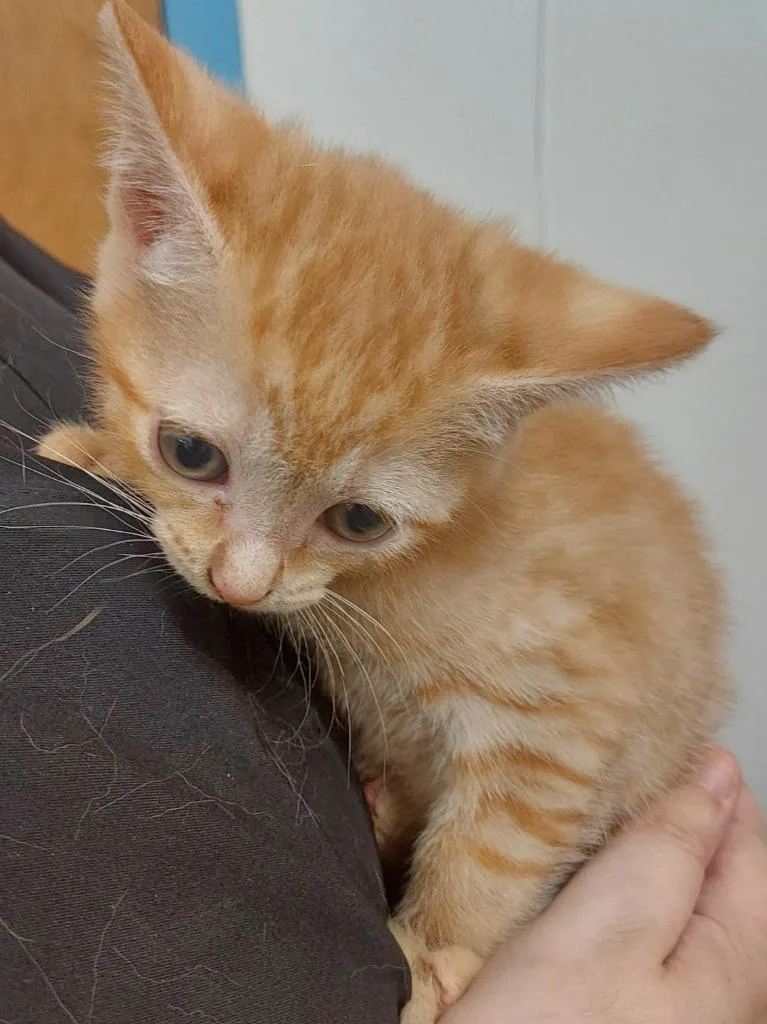 A baby small-sized female Domestic Medium Hair cat named Charleigh for adoption in Hartsville, SC