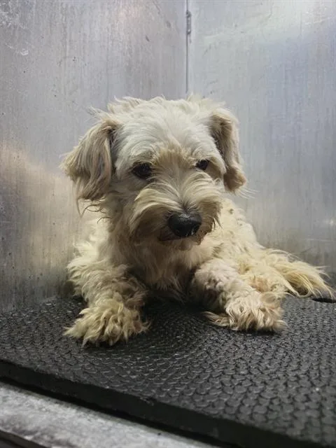 An adult small-sized male Terrier dog named Tuffy for adoption in San Antonio, TX