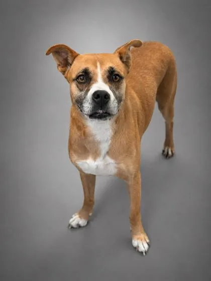 An adult medium-sized female Boxer dog named Tilly for adoption in Bowling Green, KY