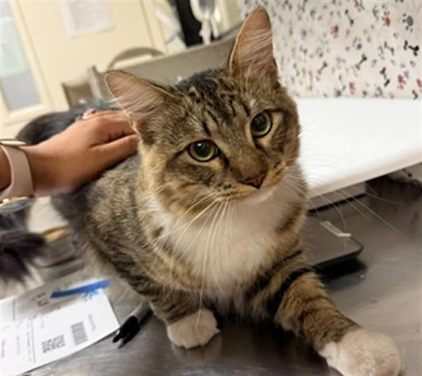 A young small-sized male Domestic Medium Hair cat named Oso for adoption in Riverside, CA