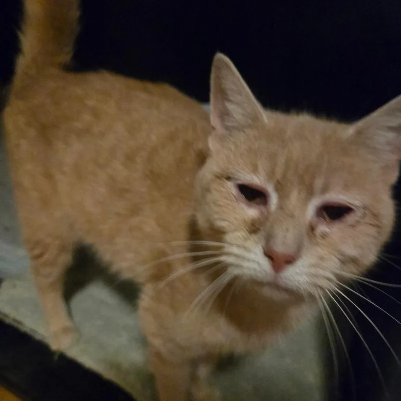 A young small-sized female Buff / Tan / Fawn Domestic Short Hair cat named Ginger for adoption in Lima, OH