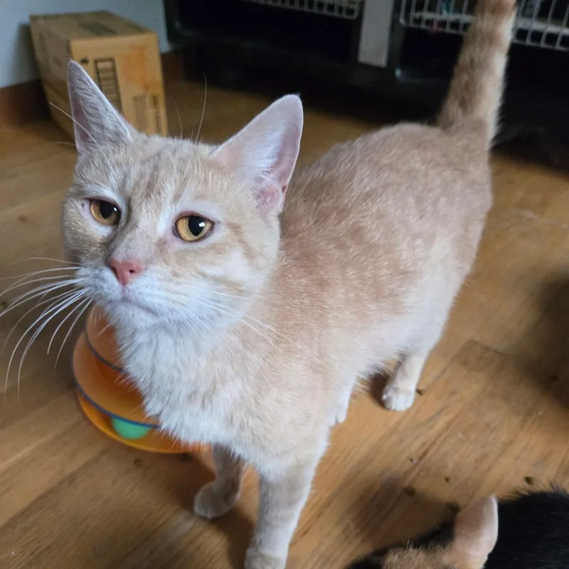 Ginger thumbnail 3