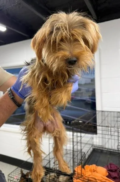 An adult small-sized female Yorkshire Terrier dog named Blakely for adoption in Thompson Falls, MT