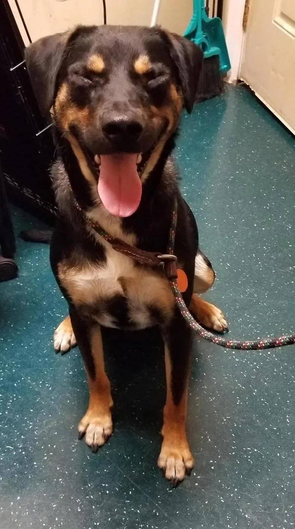 A senior large-sized male Shepherd dog named Chute for adoption in Oceanside, CA