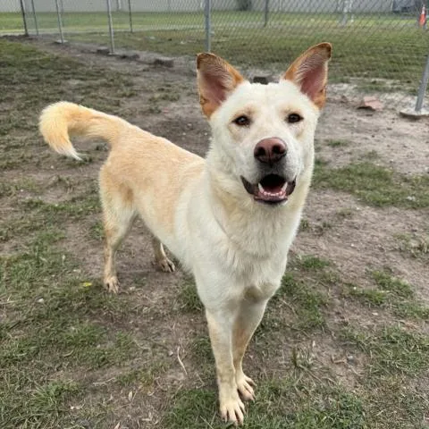 An adult large-sized male Labrador Retriever dog named Tucker for adoption in Conroe, TX