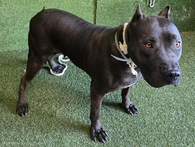 An adult large-sized female Pit Bull Terrier dog named A for adoption in Lancaster, CA