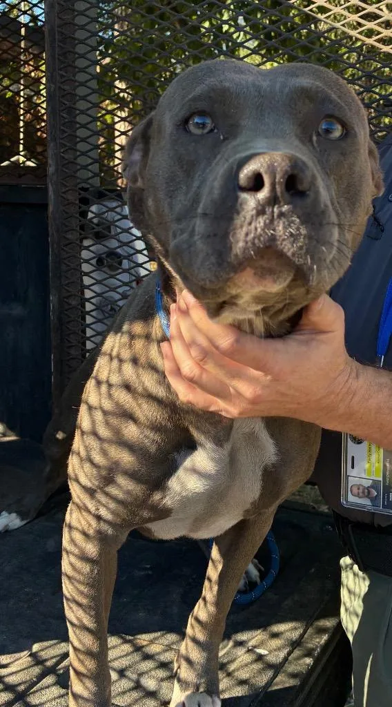 A young large-sized female American Staffordshire Terrier dog named Ellie  EOD for adoption in Chickamauga , GA