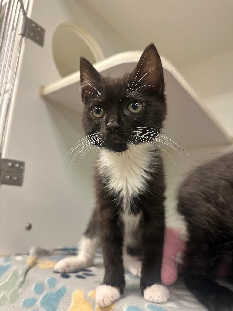 A baby small-sized male Domestic Short Hair cat named Cecil for adoption in Johnson City, TN