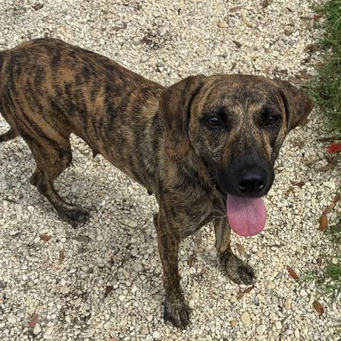 An adult medium-sized female Mixed Breed dog named Randi for adoption in Pensacola, FL