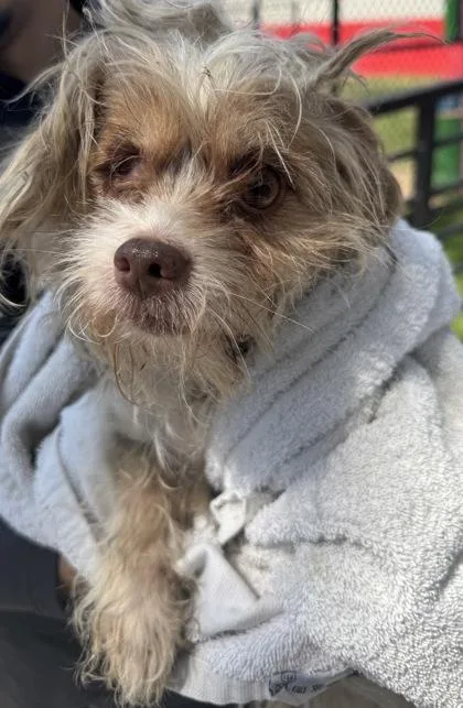An adult small-sized male Mixed Breed dog named Biscuit for adoption in West Chester, PA