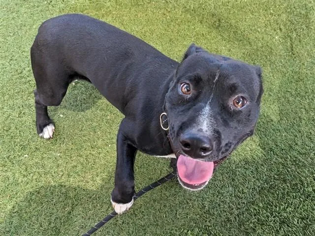A young large-sized male Pit Bull Terrier dog named Marko for adoption in Phoenix, AZ