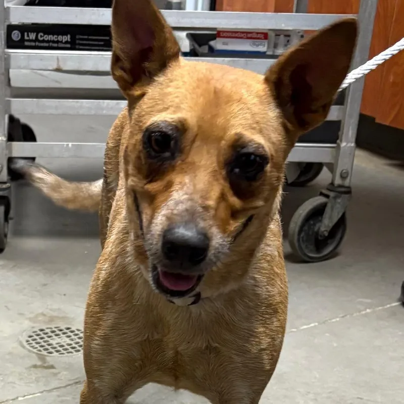 An adult medium-sized female Red / Chestnut / Orange Cattle Dog dog named Ducky for adoption in Yuma, AZ