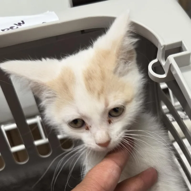 A baby small-sized female White Domestic Short Hair cat named Alice for adoption in Leander, TX
