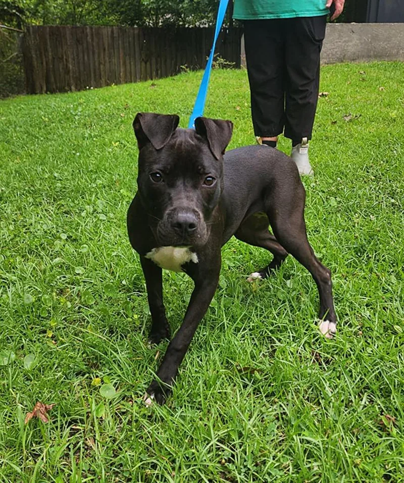A young medium-sized female Black Boxer dog named RaeValee for adoption in Slidell, LA